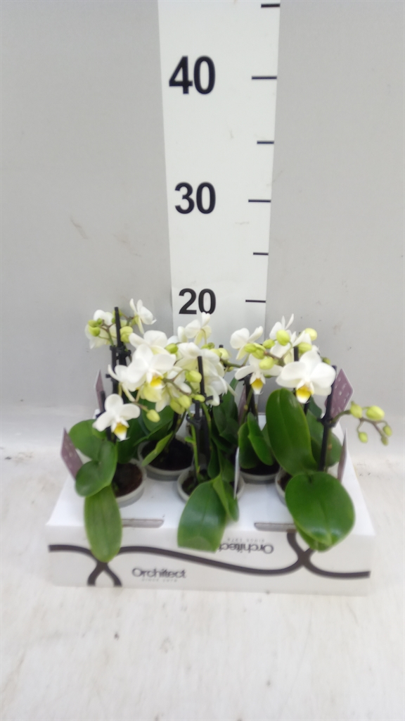 Phal Mini 6Ø 17cm