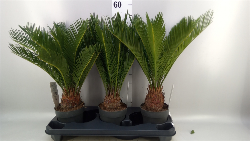 Cycas Revoluta 14Ø 55cm