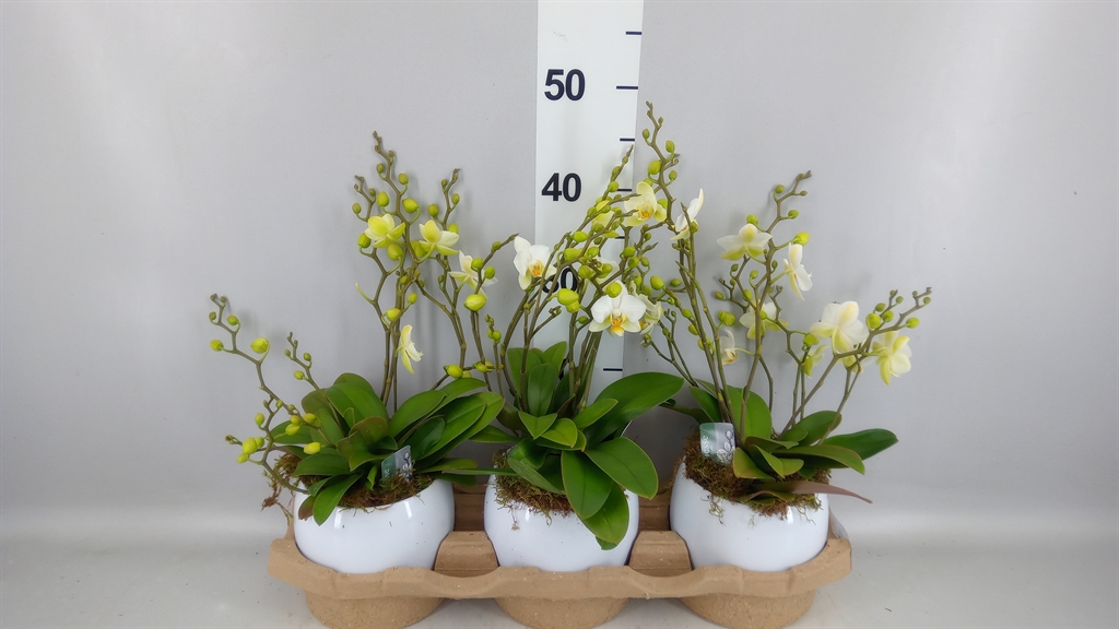 Phalaenopsis Multiflora Lausanne 12Ø 45cm 10st