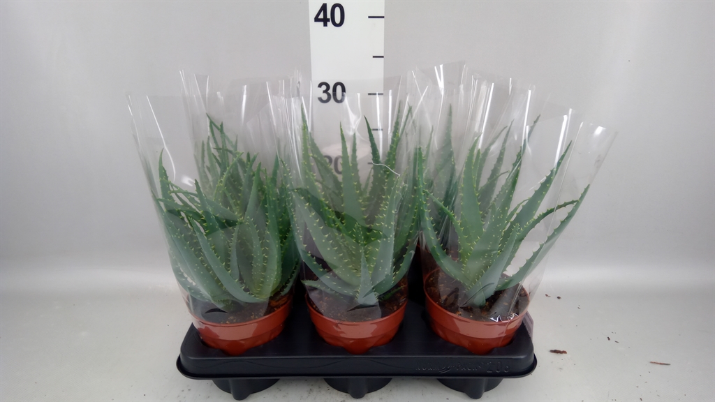 Aloe Arborescens 12Ø 35cm