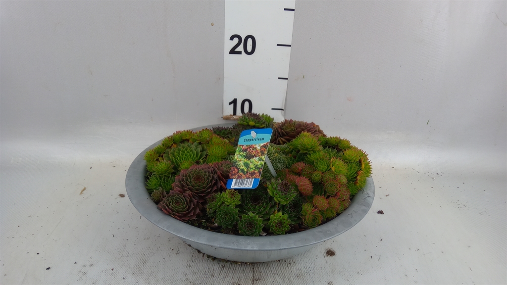 Sempervivum Overig 29Ø 15cm