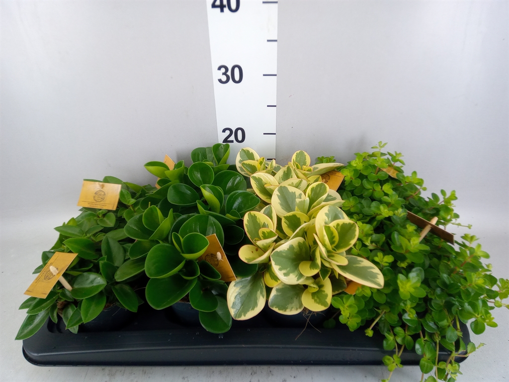 Peperomia Mix 12Ø 20cm