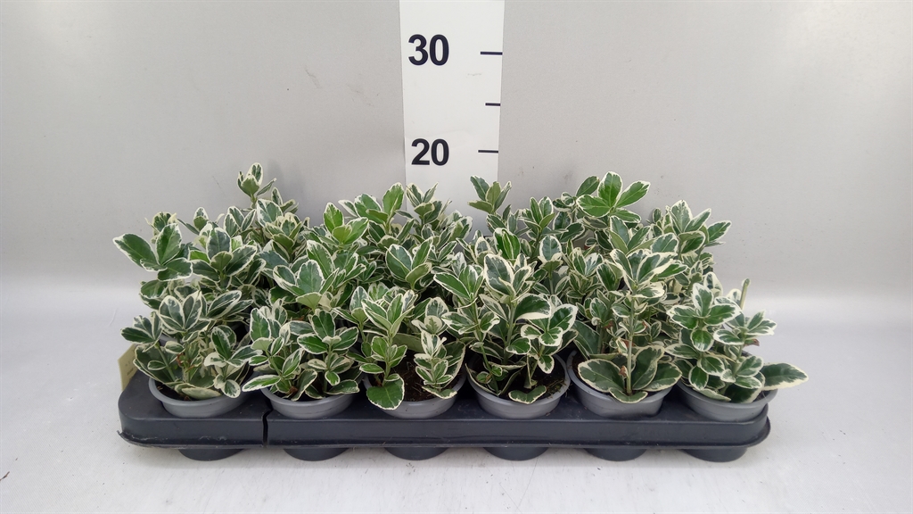 Euonymus Kathy 9Ø 14cm