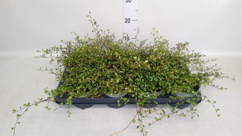 Muehlenbeckia Mao'ri 13Ø 16cm