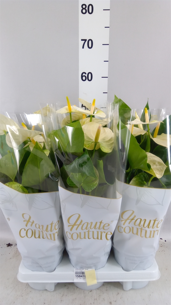 Anthurium Cocos 14Ø 50cm