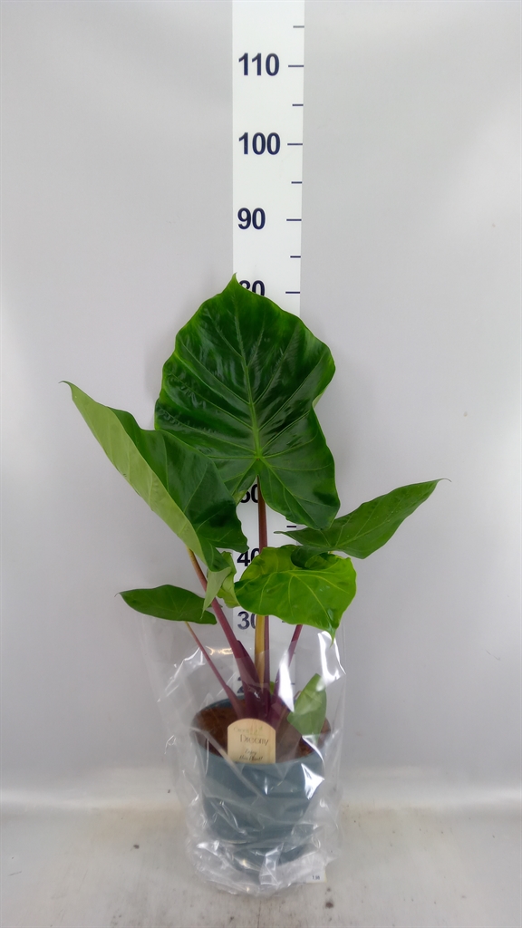 Alocasia Overig 21Ø 95cm