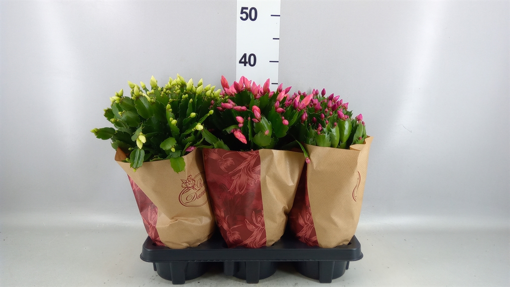 Schlumb Overig 14Ø 30cm