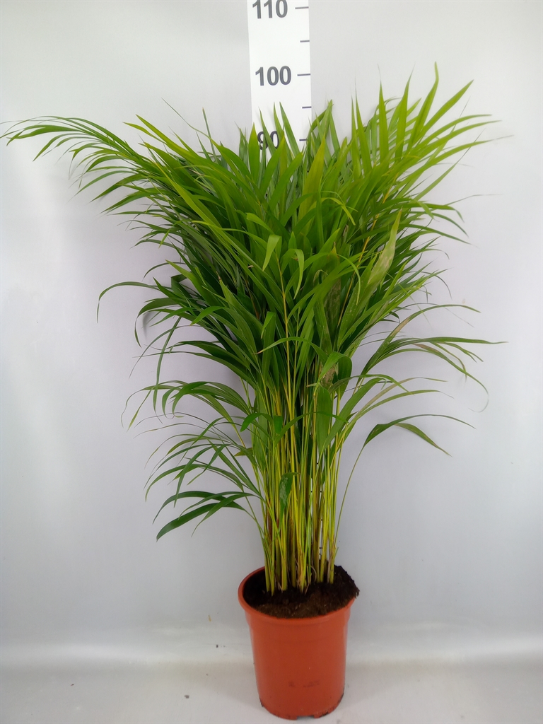 Dypsis Lutescens 19Ø 85cm