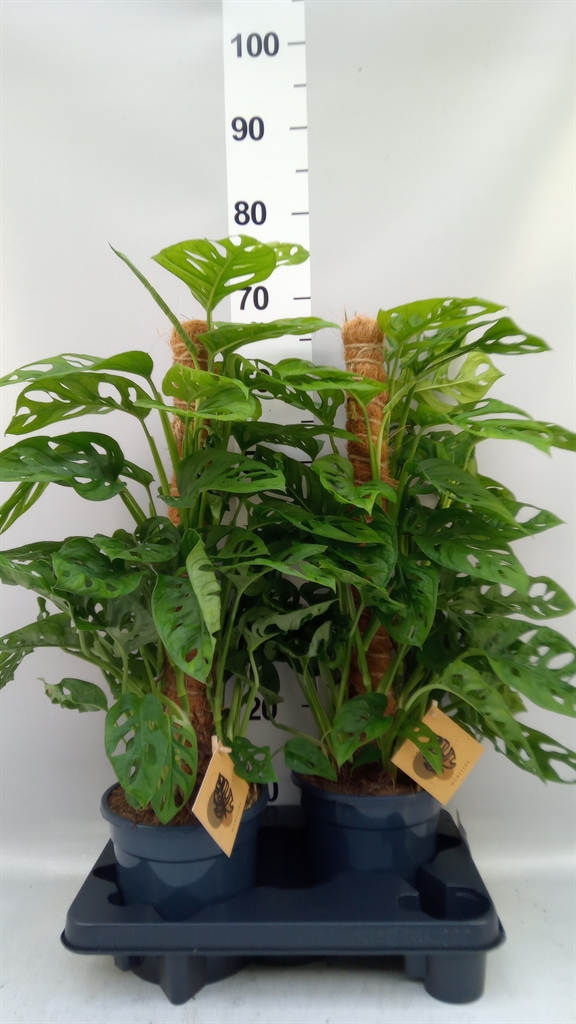 Monstera Adansonii 17Ø 65cm