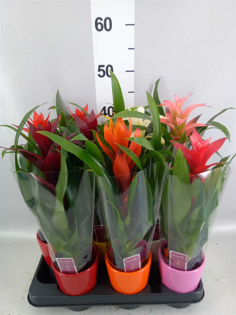 Guzmania Mix 11Ø 35cm