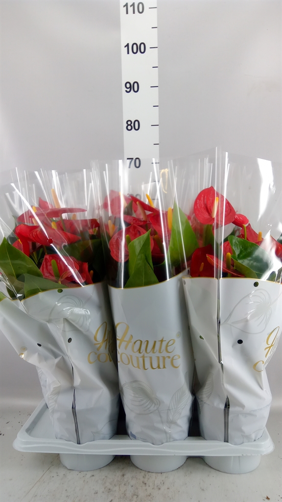 Anthurium Turenza 17Ø 60cm
