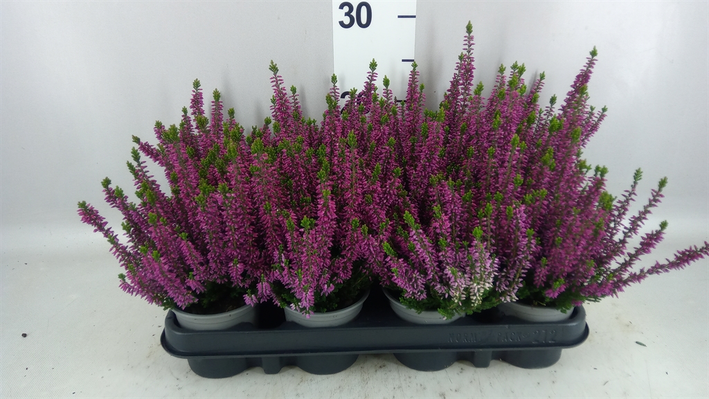 Calluna Vulgaris Beauty Ladies Linda 9Ø 20cm