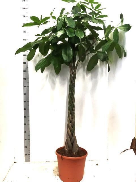 Pachira Aquatica 35Ø 190cm