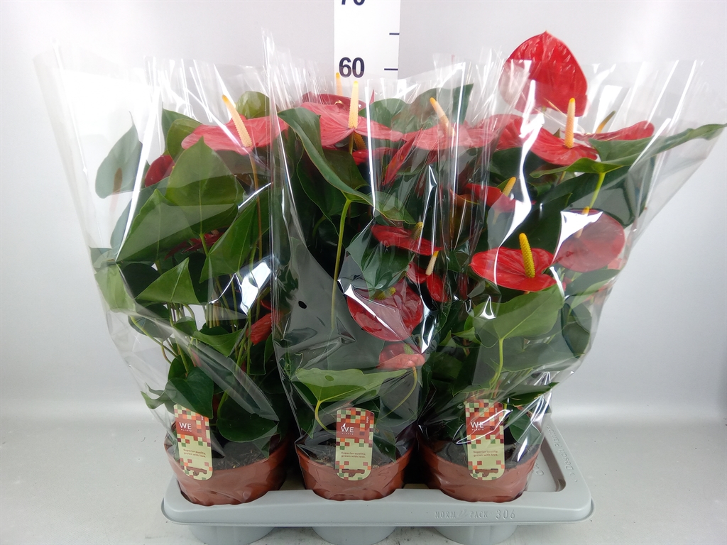 Anthurium Idaho 17Ø 60cm