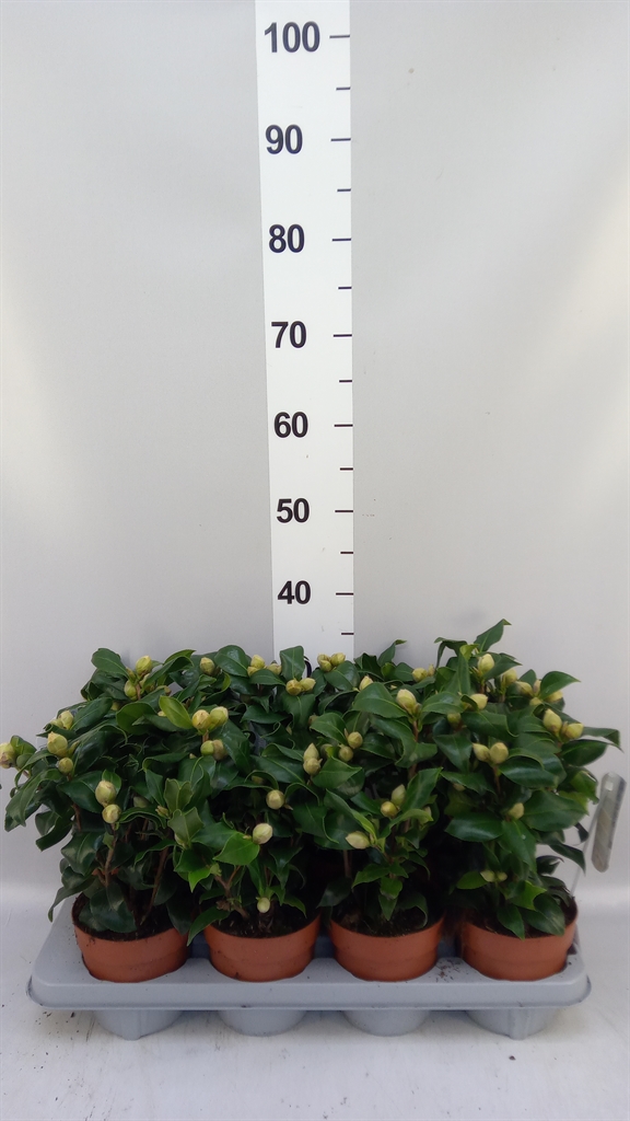 Camellia Japonica Brushfields Yellow 13Ø 35cm
