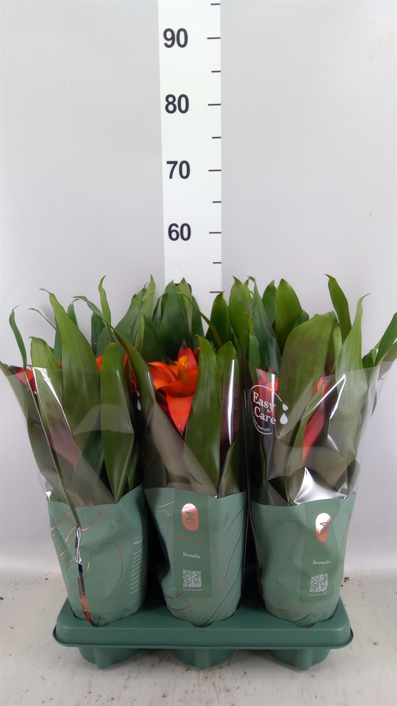 Guzmania Fiero Orange 12Ø 42cm