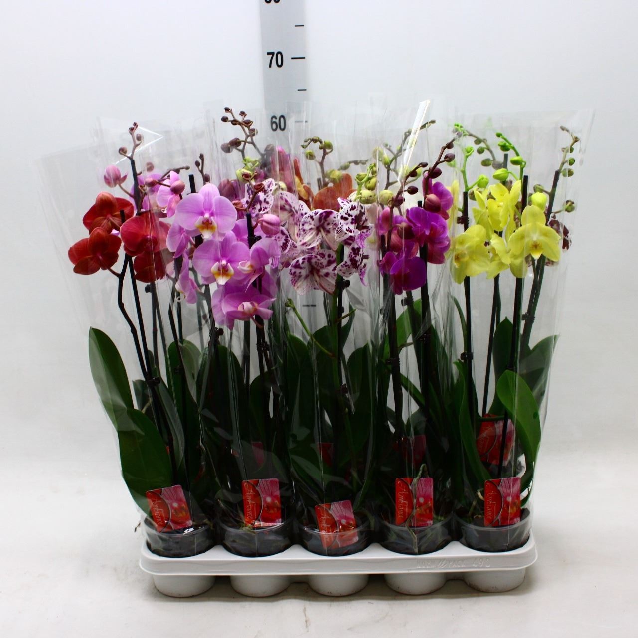 Phalaenopsis Mix 12Ø 65cm 2st
