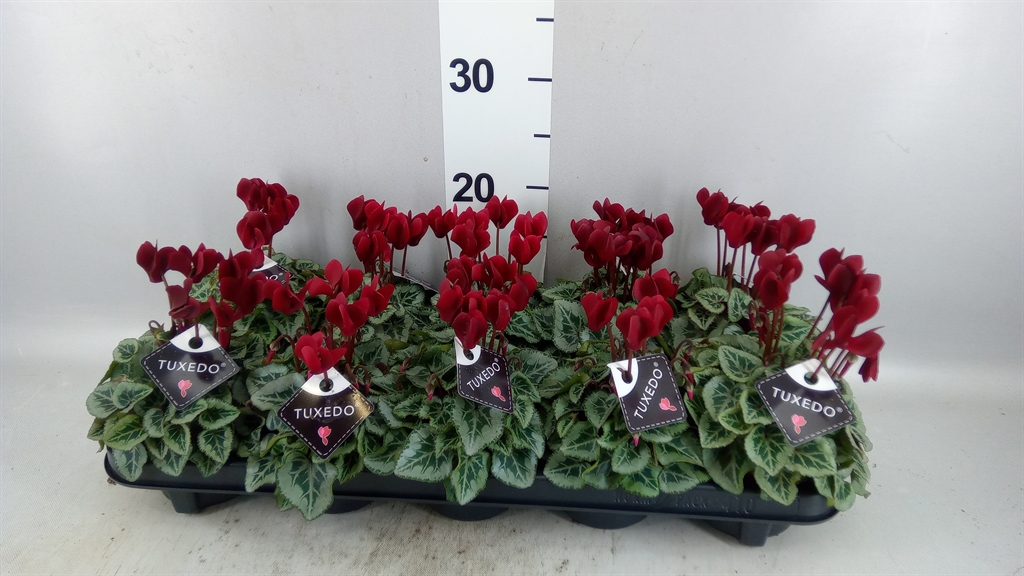 Cyclamen Persicum Tuxedo 9Ø 18cm