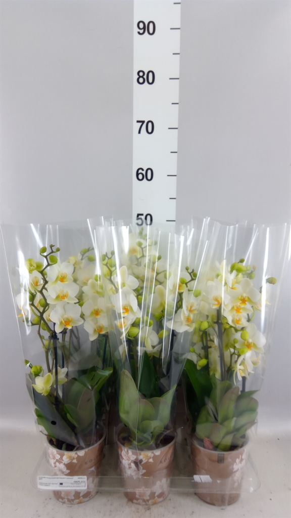 Phalaenopsis Multiflora Lausanne 12Ø 40cm 3st