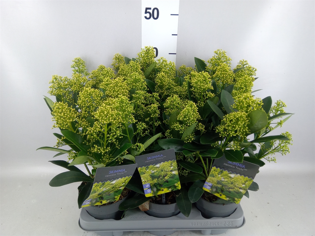 Skimmia Finchy 13Ø 30cm