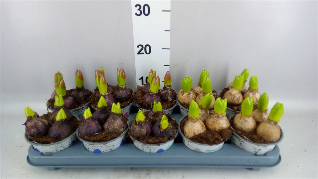 Hyacinthus Mix 12Ø 13cm 3pp