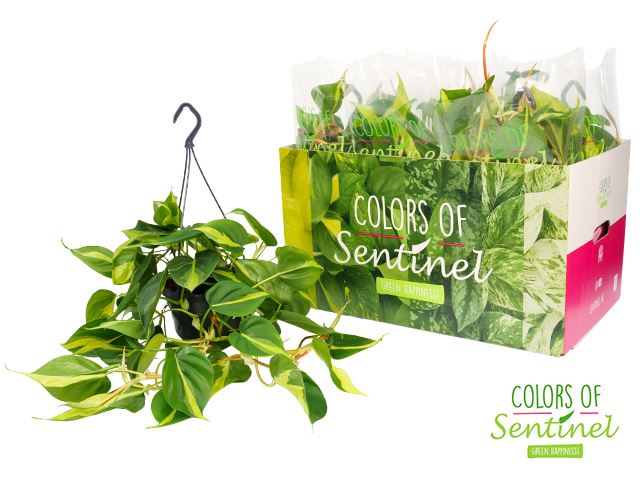 Philodendron Scandens Brasil 15Ø 40cm