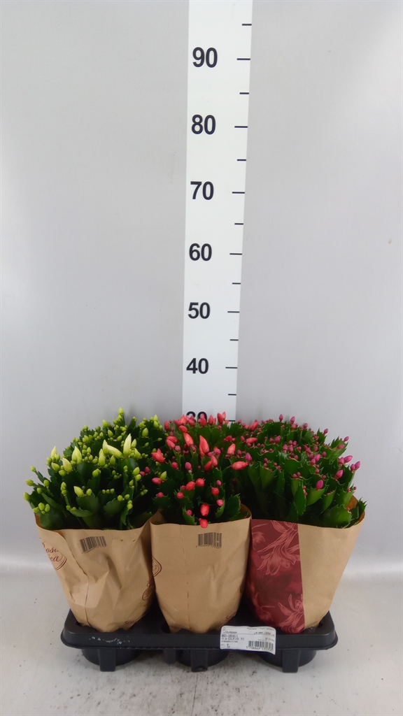 Schlumb Overig 14Ø 30cm