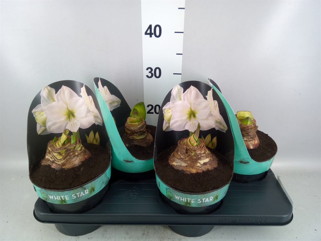 Hippeastrum White Star 17Ø 25cm