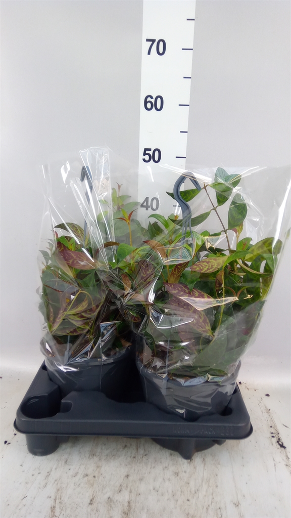 Aeschynanthus Marmoratus 19Ø 50cm