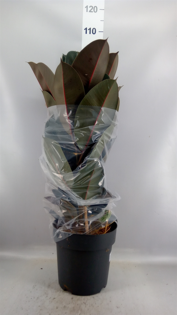 Ficus Abidjan 27Ø 105cm