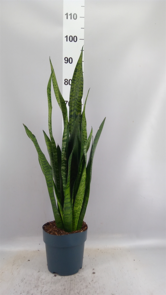 Sansev Zeylanica 19Ø 70cm