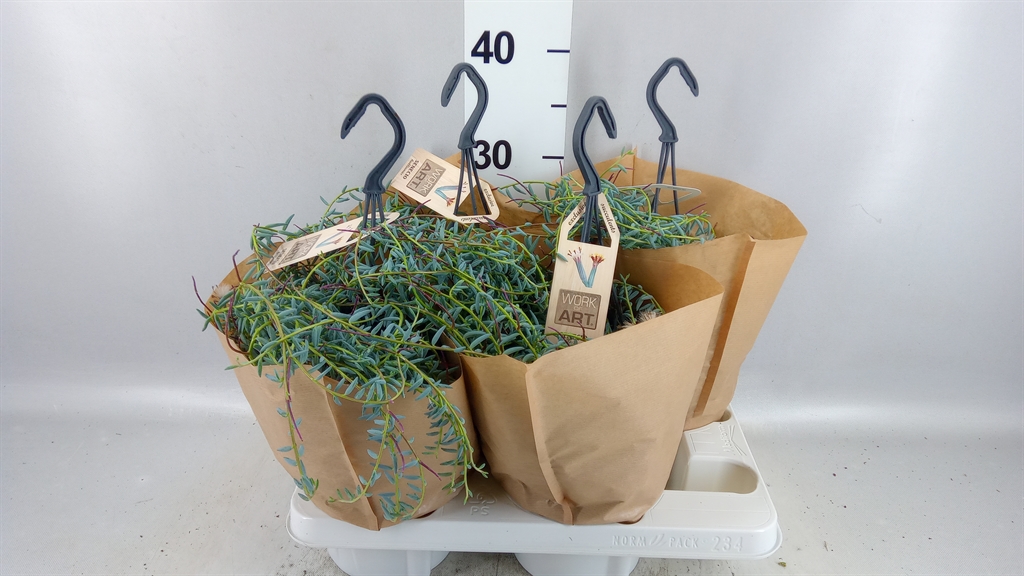 Senec Overig 14Ø 25cm