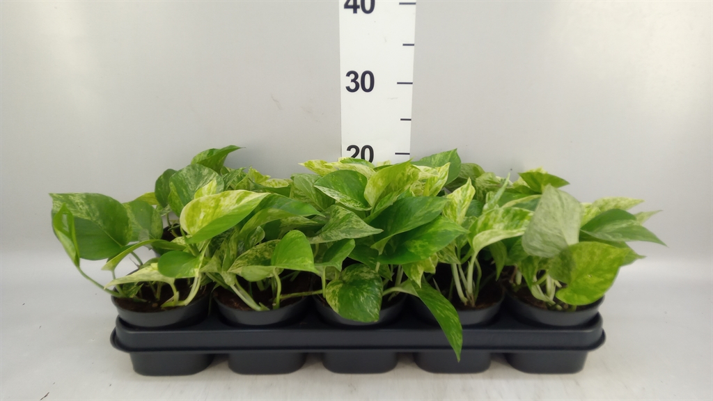 Epipermnum Marble Queen 12Ø 25cm