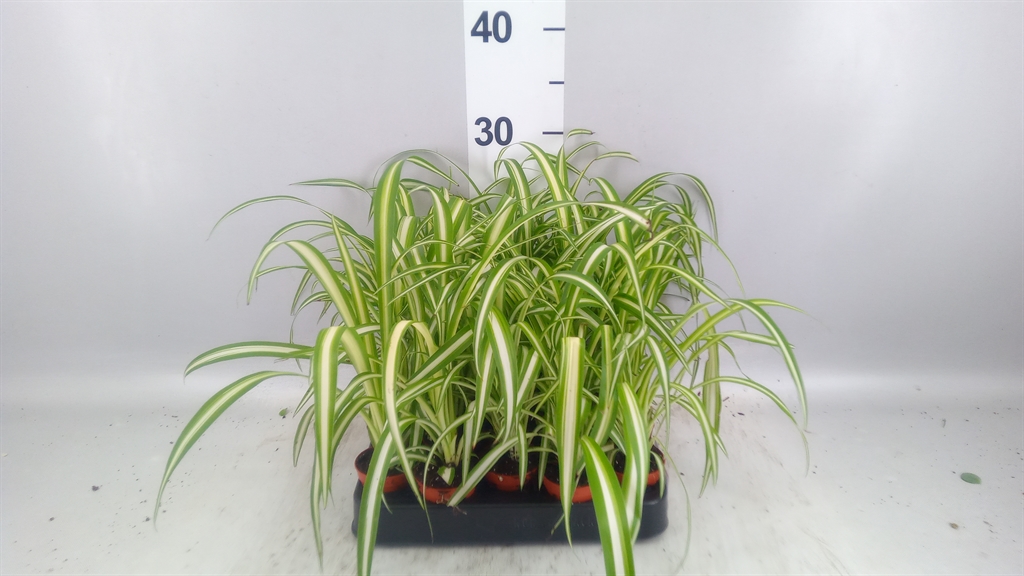 Chlorophytum Atlantic 5Ø 15cm