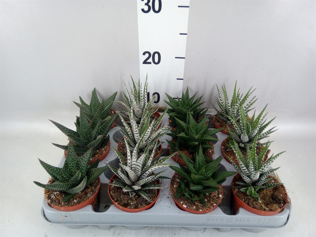 Haworthia Mix 8Ø 12cm