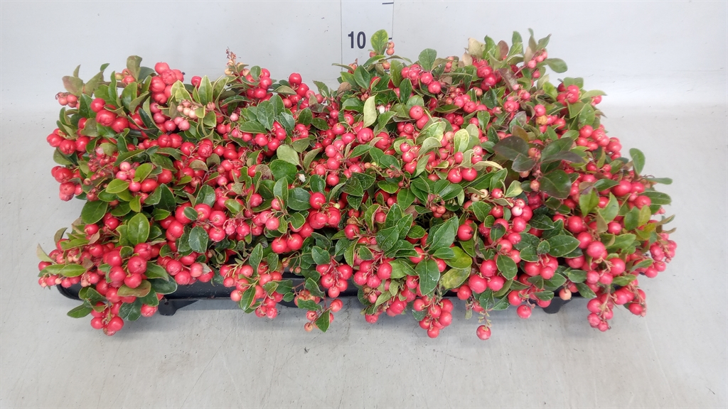 Gaultheria Big Berry 11Ø 18cm