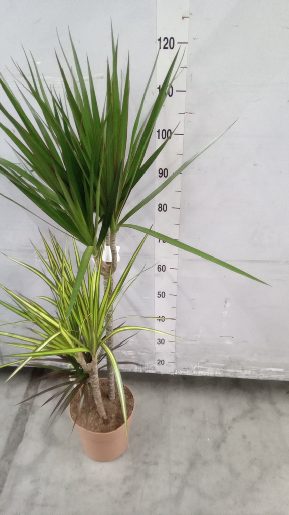 Dra Marg Gem 3 Srt 21Ø 110cm