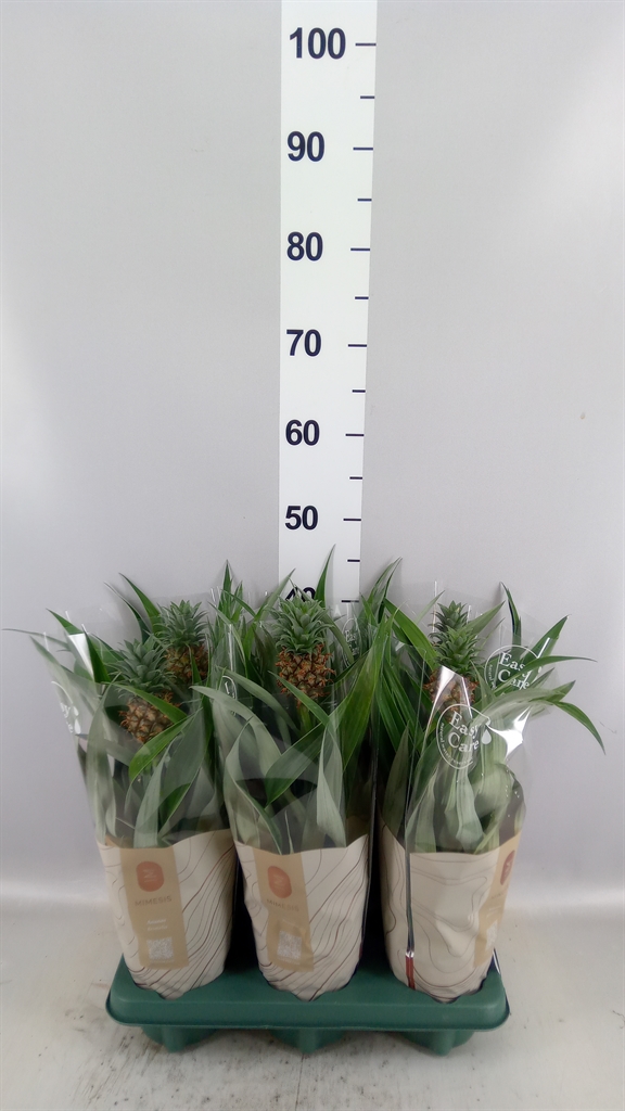 Ananas Corona 12Ø 35cm