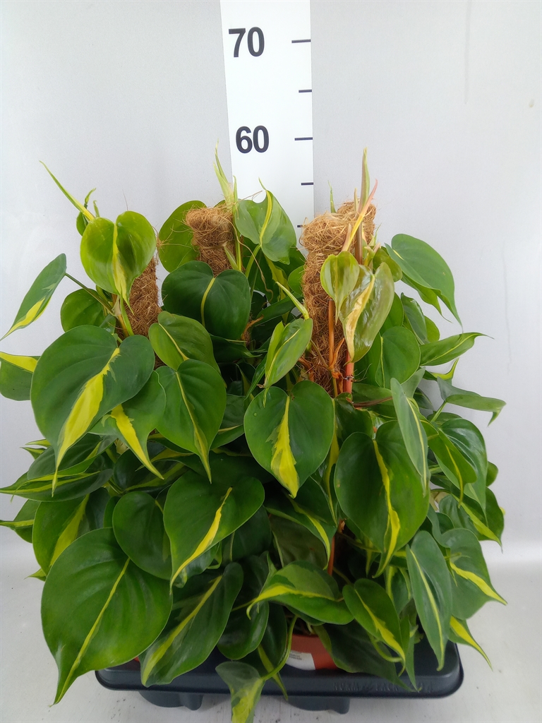 Philodendron Scandens Brasil 15Ø 50cm