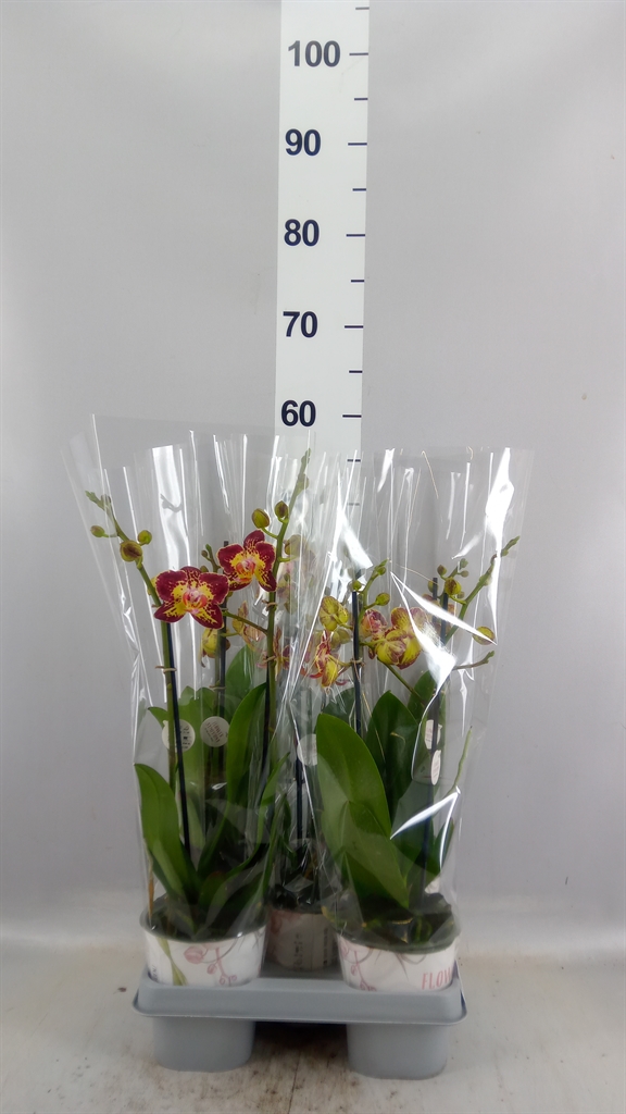 Phal F Strawbe Cake 12Ø 45cm