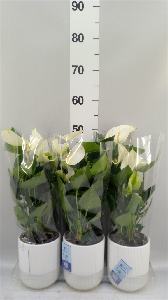 Anthurium Karma White 12Ø 40cm