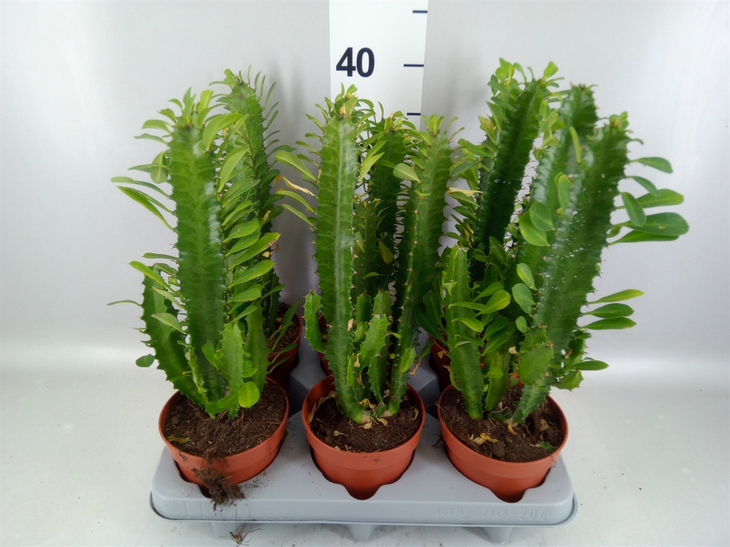 Euphorbia Trigona 12Ø 30cm