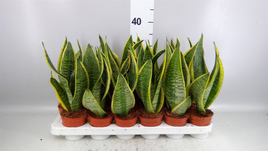 Sansevieria Futura Superba 9Ø 35cm