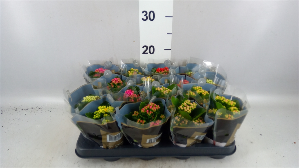 Kalanchoe Double Royale Mix 7Ø 15cm