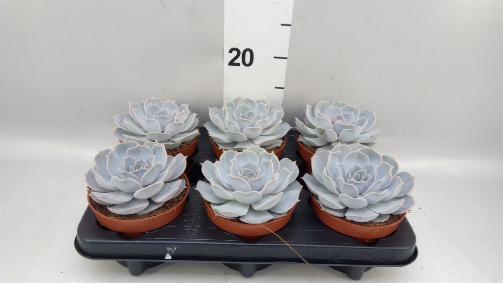 Echev Li Silve Pearl 12Ø 15cm
