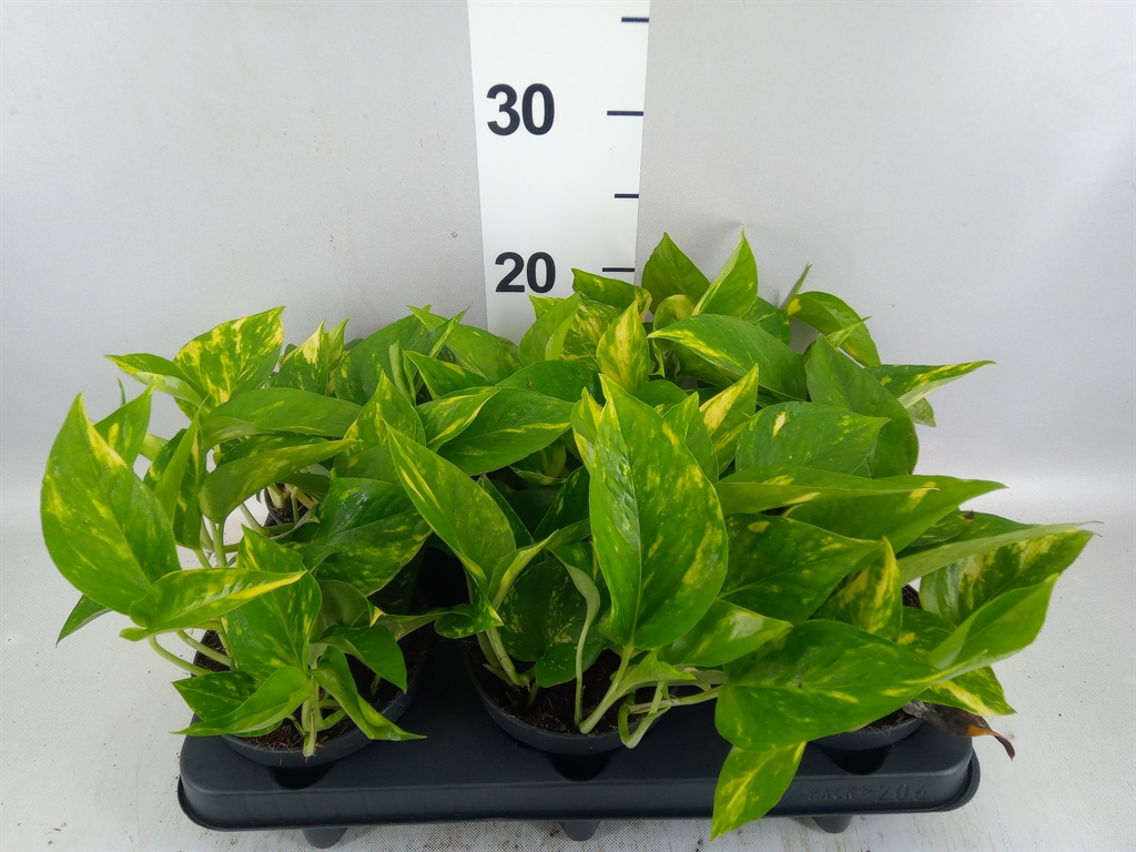 Epipremnum Aureum 12Ø 25cm