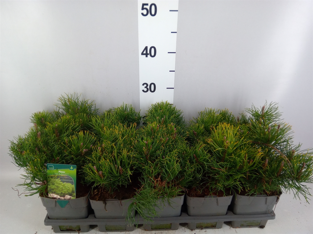 Pinus Pumilio 12Ø 20cm