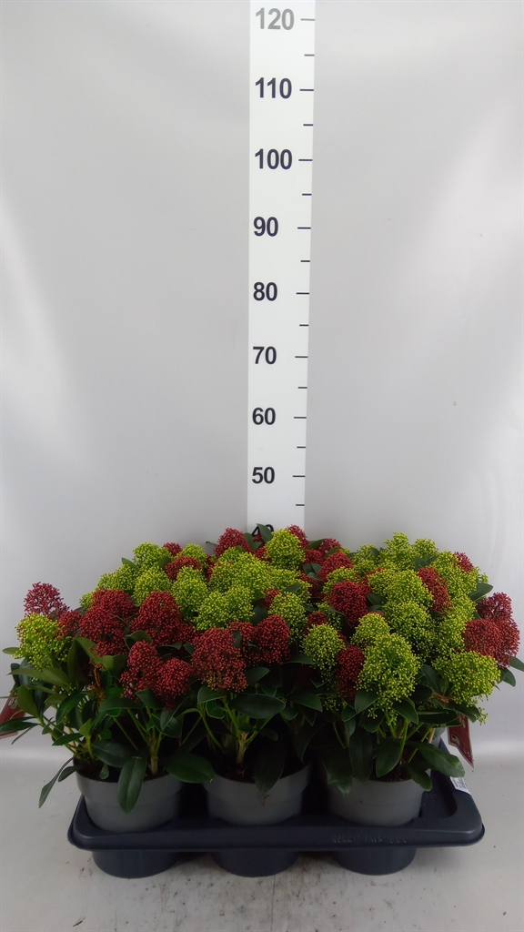 Skimmia Japonica Ov 17Ø 40cm