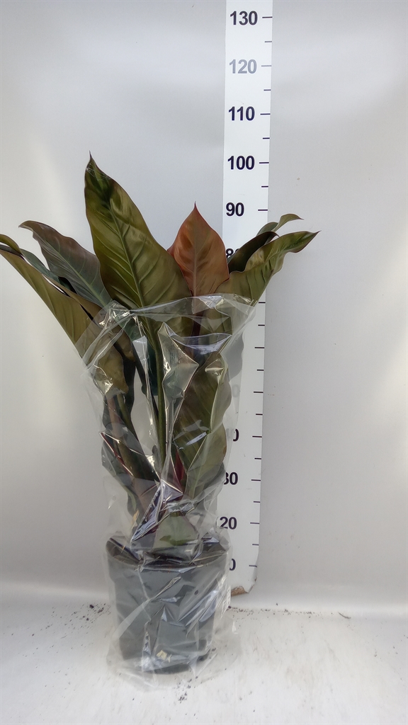 Philodendron St Tropez 24Ø 85cm