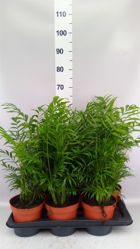 Chamaedorea Elegans 17Ø 55cm